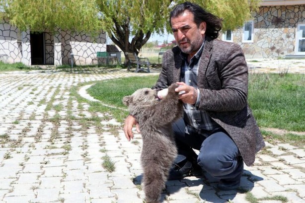 Foto - Yavru ayı için karar verildi