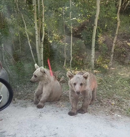 Foto - Yavru ayı sürücüye böyle saldırdı