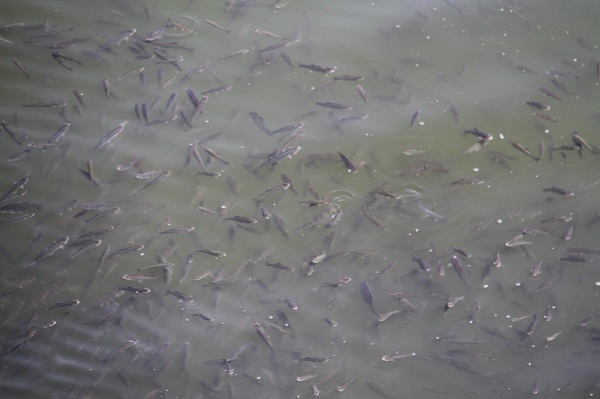 Foto - Yavru balıklar herkesi şaşırttı