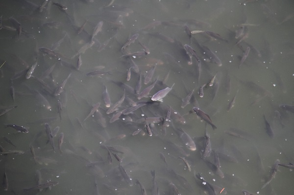 Foto - Yavru balıklar herkesi şaşırttı