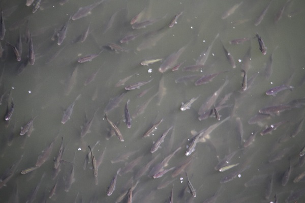 Yavru balıklar herkesi şaşırttı