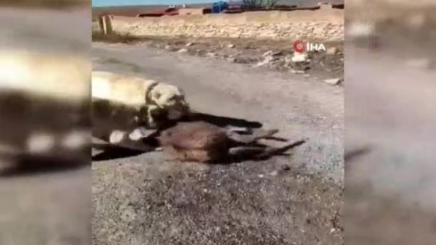 Foto - Yavru eşeği kangal köpeklerine parçalatan cani yakalandı