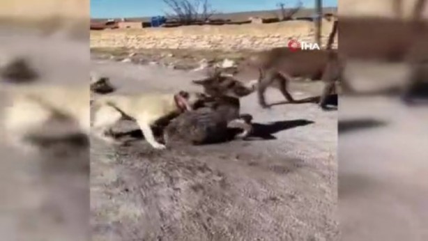 Foto - Yavru eşeği kangal köpeklerine parçalatan cani yakalandı