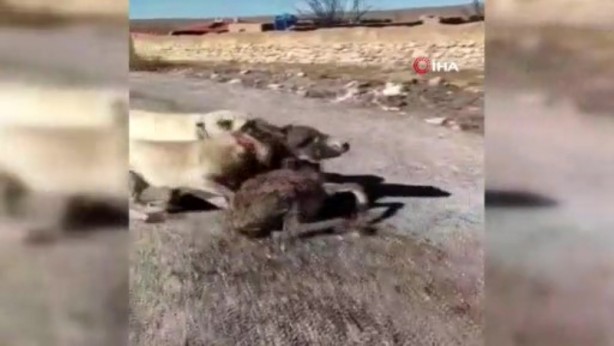 Foto - Yavru eşeği kangal köpeklerine parçalatan cani yakalandı