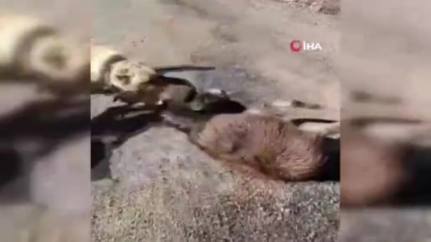 Foto - Yavru eşeği kangal köpeklerine parçalatan cani yakalandı