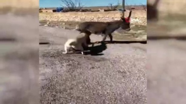 Foto - Yavru eşeği kangal köpeklerine parçalatan cani yakalandı