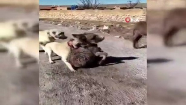 Foto - Yavru eşeği kangal köpeklerine parçalatan cani yakalandı