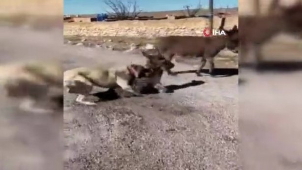 Foto - Yavru eşeği kangal köpeklerine parçalatan cani yakalandı