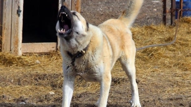 Yavru eşeği kangal köpeklerine parçalatan cani yakalandı