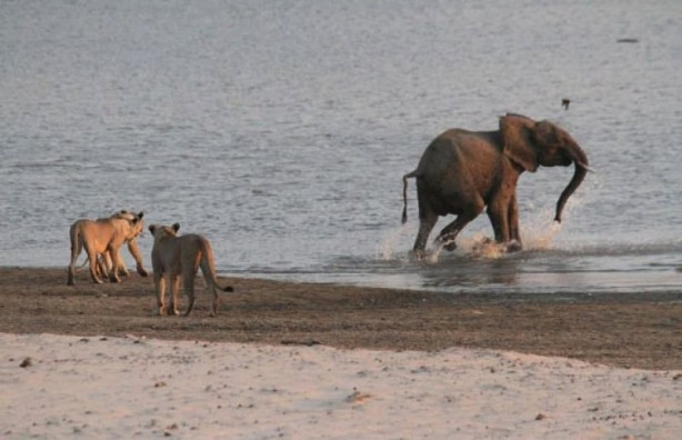 Foto - Yavru fil aslan sürüsüne böyle kafa tuttu
