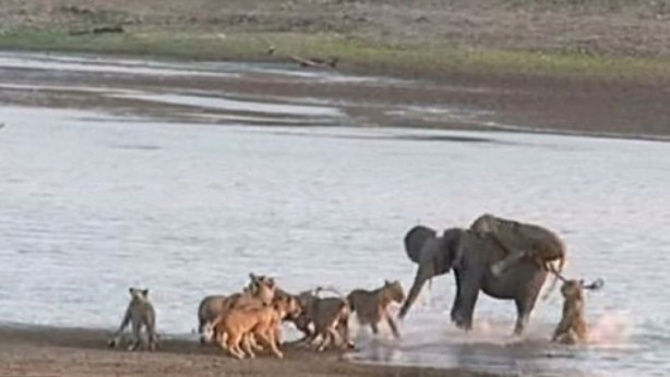 Foto - Yavru fil aslan sürüsüne böyle kafa tuttu