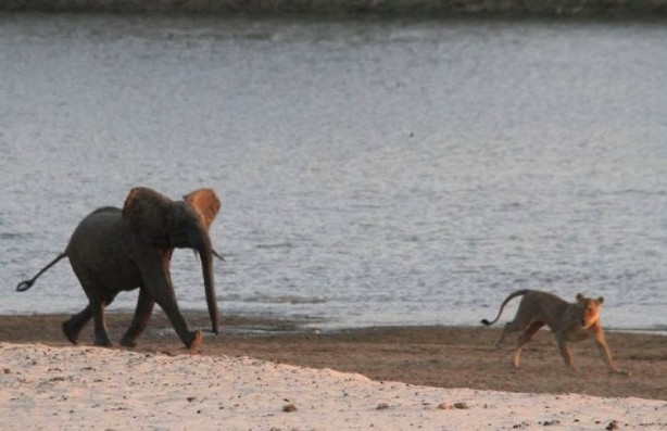 Foto - Yavru fil aslan sürüsüne böyle kafa tuttu