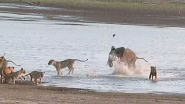 Foto - Yavru fil aslan sürüsüne böyle kafa tuttu
