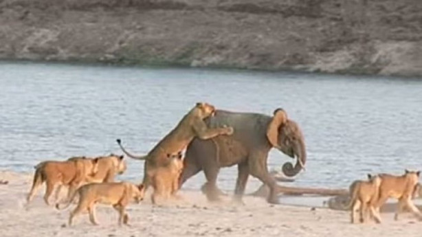 Foto - Yavru fil aslan sürüsüne böyle kafa tuttu