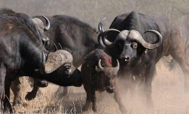 Foto - Yavru için tüm sürü geri döndü!