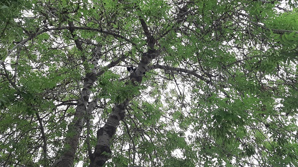 Foto - Yavru kedi için canını böyle hiçe saydı