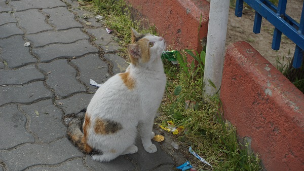 Foto - Yavru kedi için canını böyle hiçe saydı