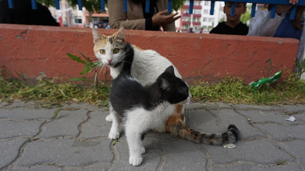 Foto - Yavru kedi için canını böyle hiçe saydı