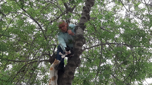 Foto - Yavru kedi için canını böyle hiçe saydı