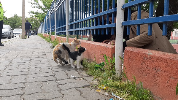 Foto - Yavru kedi için canını böyle hiçe saydı