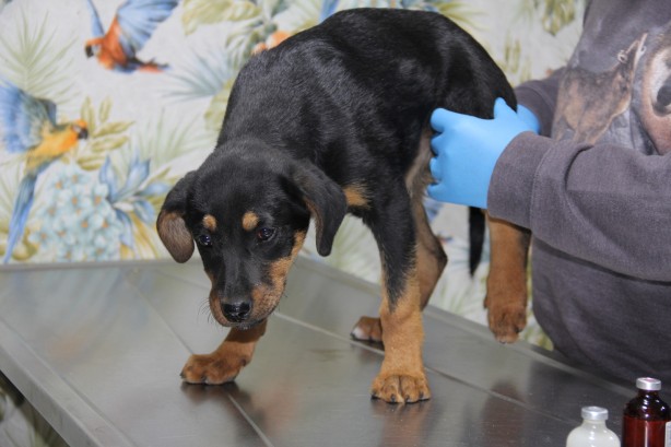 Foto - Yavru köpeğe kan donduran işkence! Görüntüler yürekleri sızlattı