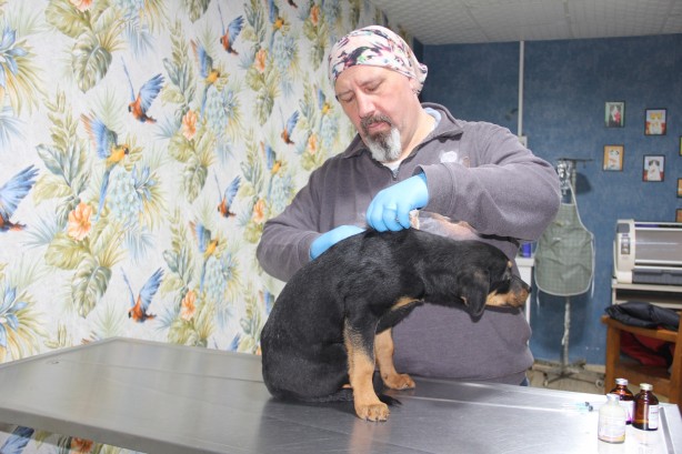 Foto - Yavru köpeğe kan donduran işkence! Görüntüler yürekleri sızlattı