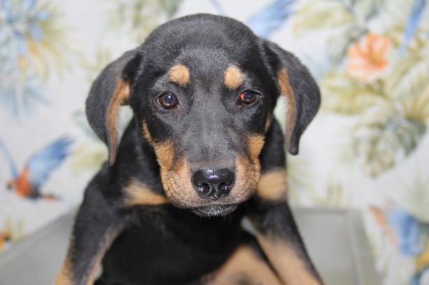 Foto - Yavru köpeğe kan donduran işkence! Görüntüler yürekleri sızlattı