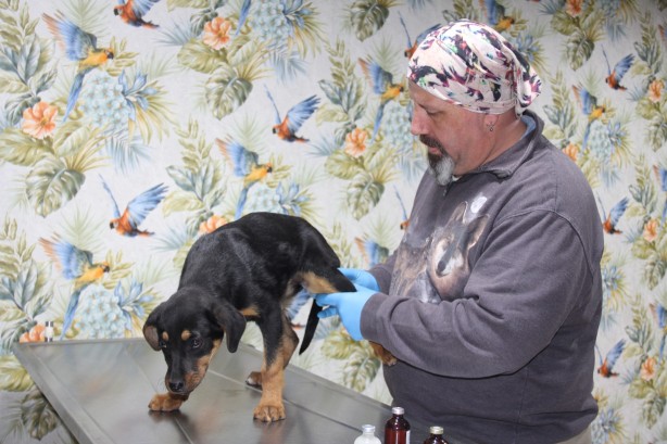 Foto - Yavru köpeğe kan donduran işkence! Görüntüler yürekleri sızlattı