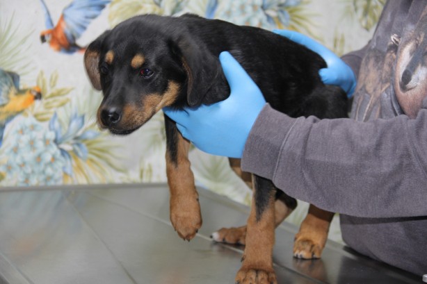 Foto - Yavru köpeğe kan donduran işkence! Görüntüler yürekleri sızlattı