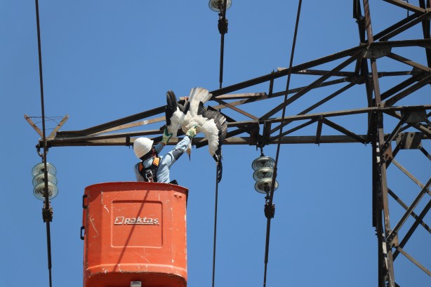 Yavru leylek elektrik direğinde telef oldu