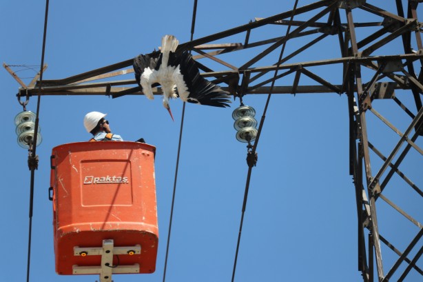 Foto - Yavru leylek elektrik direğinde telef oldu