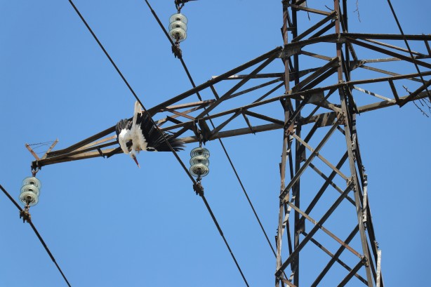 Foto - Yavru leylek elektrik direğinde telef oldu