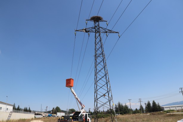 Foto - Yavru leylek elektrik direğinde telef oldu