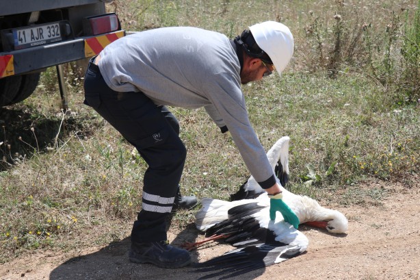 Foto - Yavru leylek elektrik direğinde telef oldu