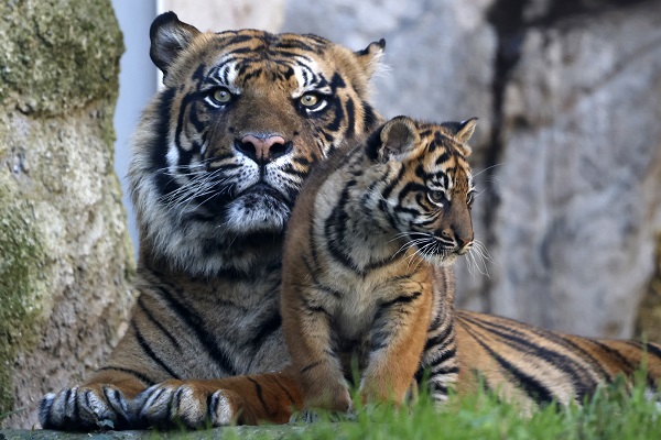 Foto - Yavru Sumatra kaplanı göz kamaştırdı