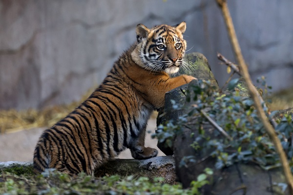 Yavru Sumatra kaplanı göz kamaştırdı