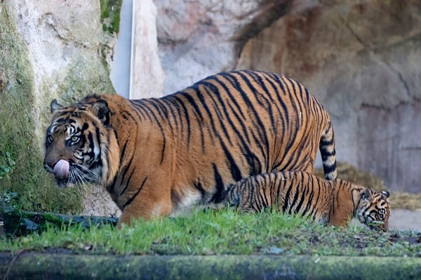 Foto - Yavru Sumatra kaplanı göz kamaştırdı