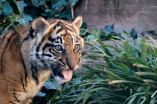 Foto - Yavru Sumatra kaplanı göz kamaştırdı