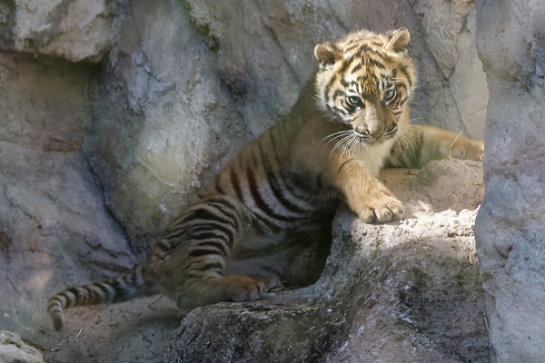 Foto - Yavru Sumatra kaplanı göz kamaştırdı
