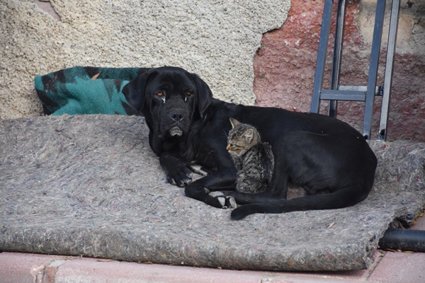 Foto - Yavrularını kaybeden köpek kediye annelik yapıyor!