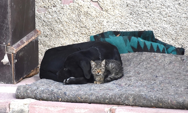 Foto - Yavrularını kaybeden köpek kediye annelik yapıyor!