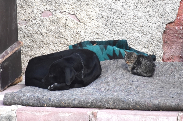 Foto - Yavrularını kaybeden köpek kediye annelik yapıyor!