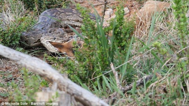 Foto - Yavrusunun yutuluşunu böyle izledi!