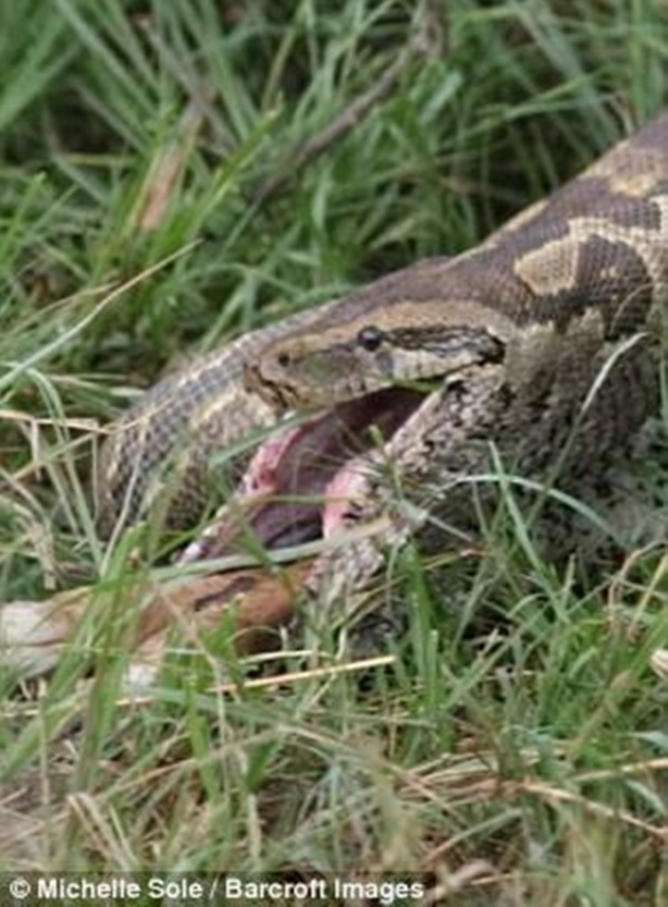 Foto - Yavrusunun yutuluşunu böyle izledi!