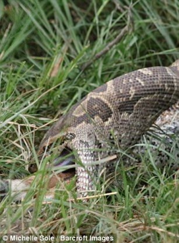 Foto - Yavrusunun yutuluşunu böyle izledi!