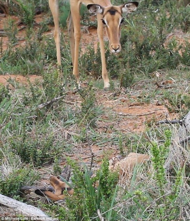 Yavrusunun yutuluşunu böyle izledi!