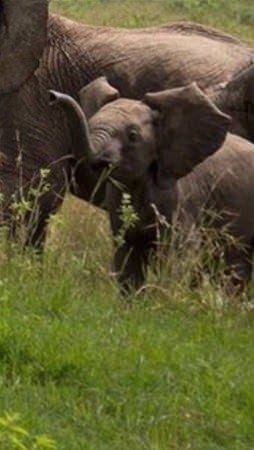 Foto - Yavruya saldıran bufalonun sonu kötü bitti!