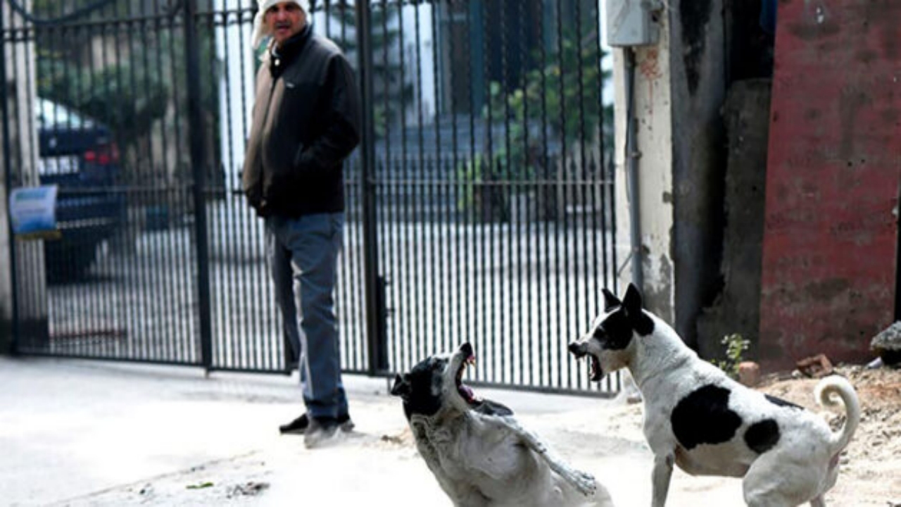 Foto - Yaygara sonuç verdi! Hindistan’dan, Türkiye’deki itperestleri de sevindirecek karar 