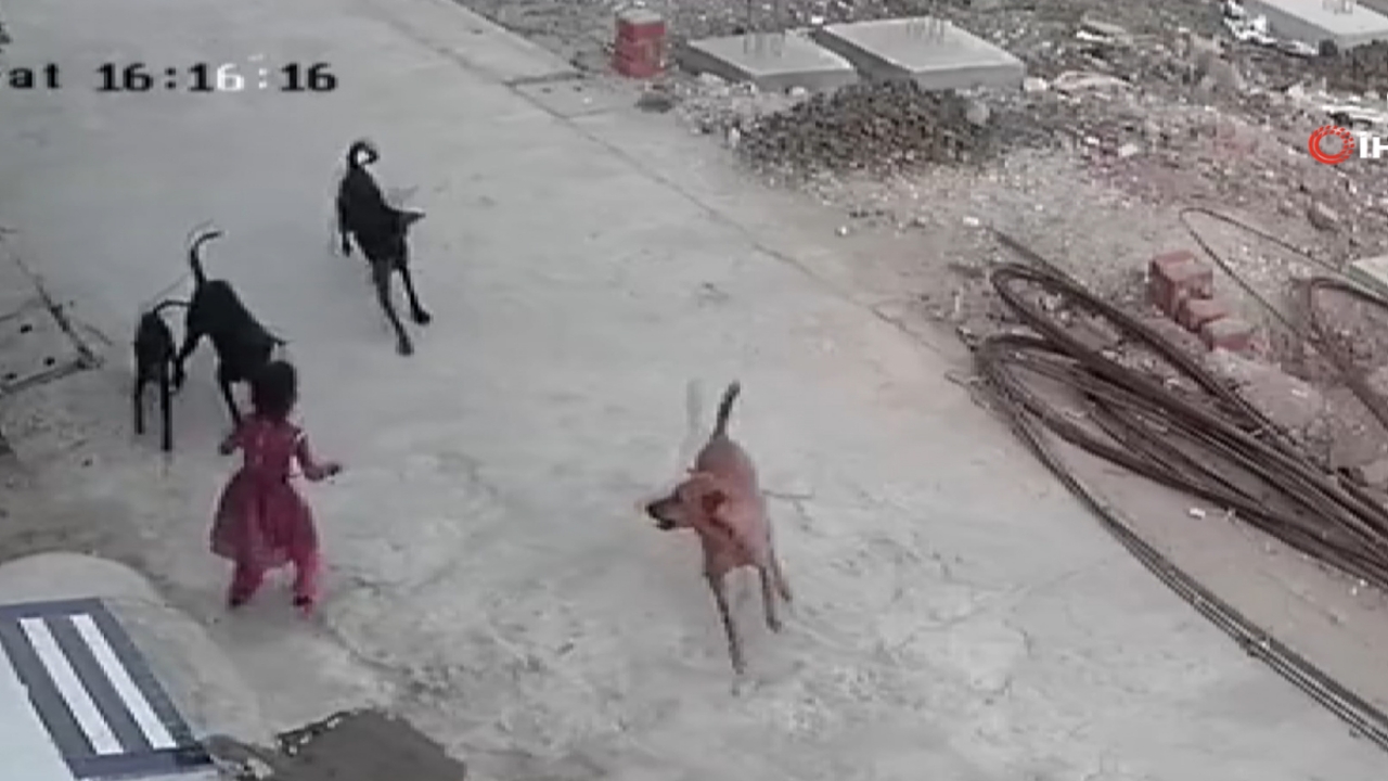 Foto - Yaygara sonuç verdi! Hindistan’dan, Türkiye’deki itperestleri de sevindirecek karar 