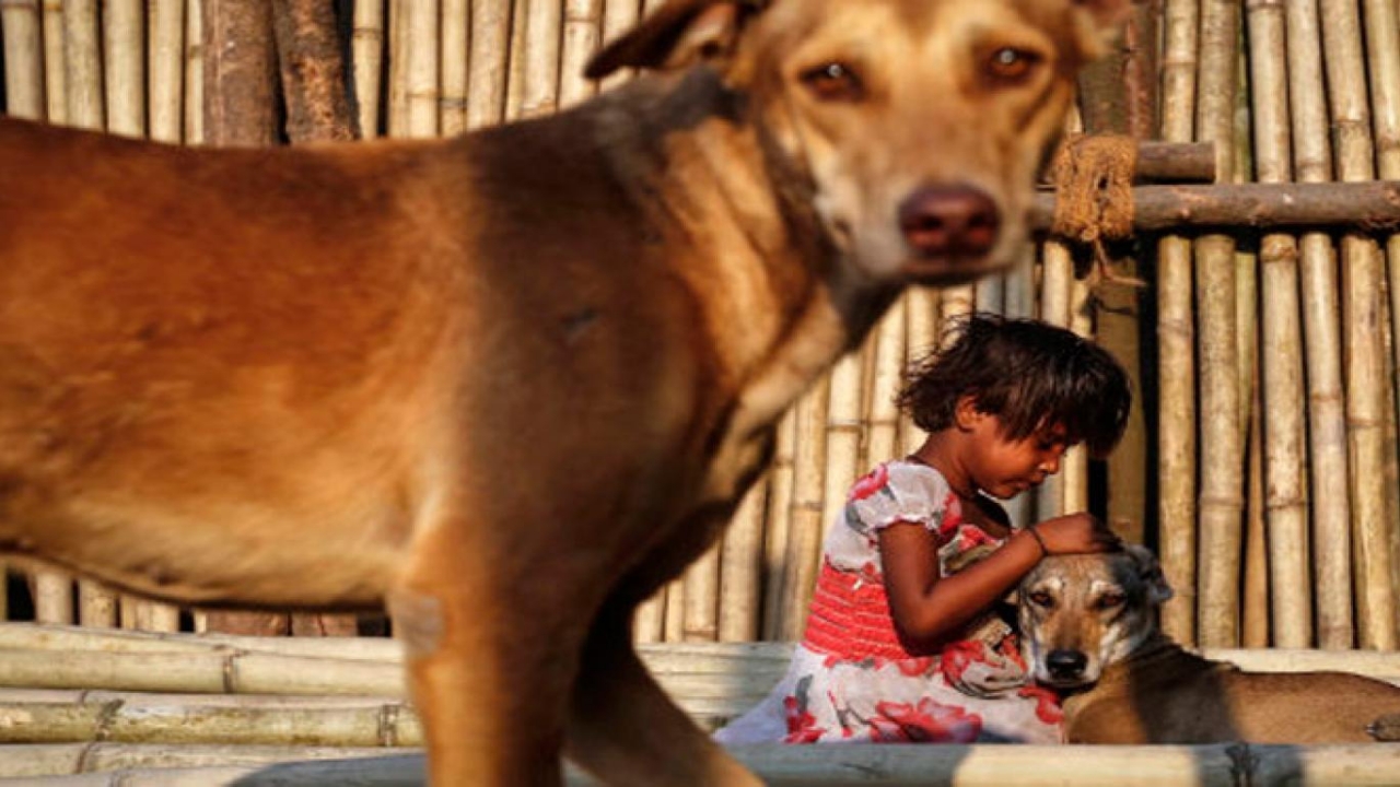 Foto - Yaygara sonuç verdi! Hindistan’dan, Türkiye’deki itperestleri de sevindirecek karar 